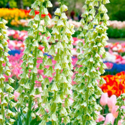 Fritillaria Bulb Ivory Bells