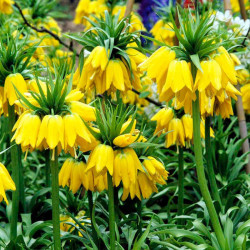Fritillaria Imperialis Bulb Maxima Lutea