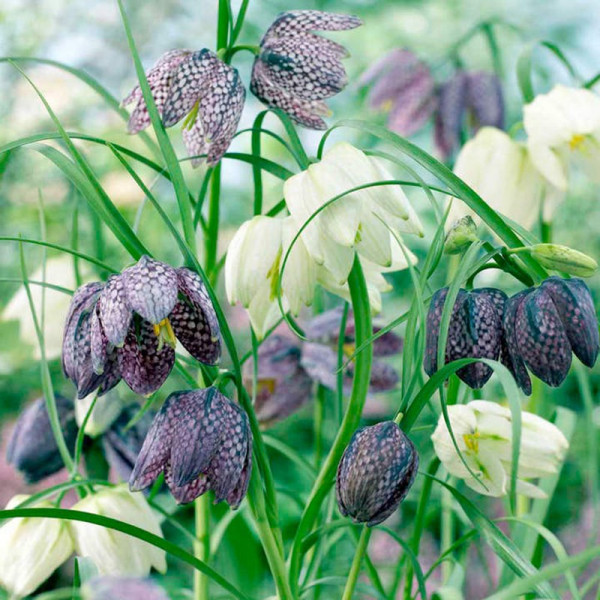 Buy Fritillaria Bulbs Meleagris Online - Garden Plants & Bushes