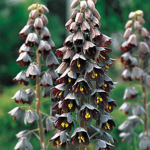 Buy Fritillaria Bulb Persica Online - Green plants & flowering plants