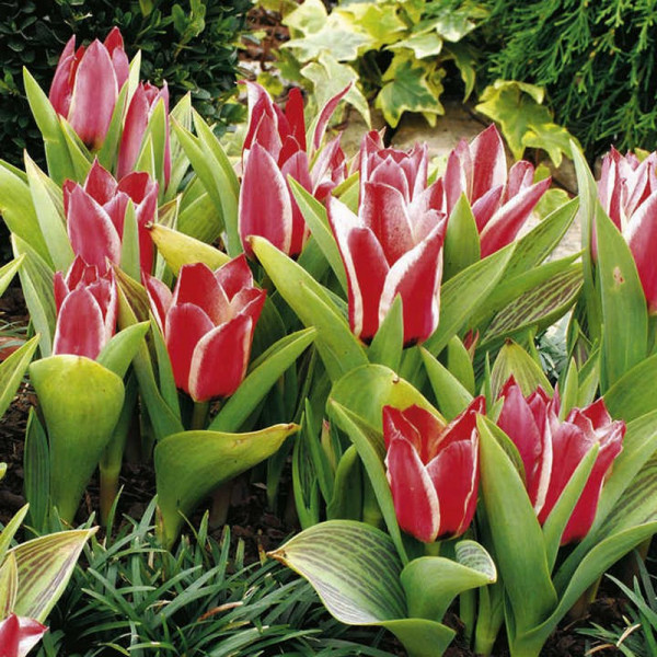 Buy Tulip Bulbs Pinocchio Online - Green plants & flowering plants