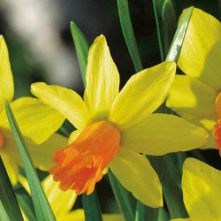 Daffodil Bulbs Jetfire