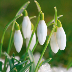 Snowdrop Bulbs Common
