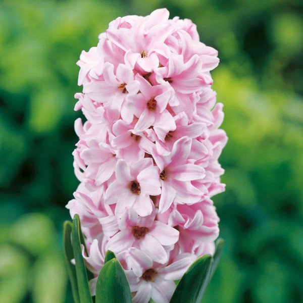 Buy Hyacinth Bulbs Fondant Online - Green plants & flowering plants