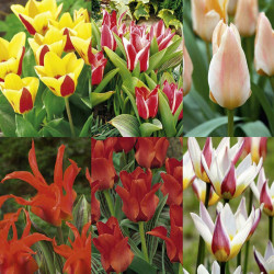 Tulip Bulbs Dwarf Collection