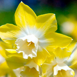 Daffodil Bulbs Miniature Collection