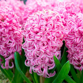 Hyacinth Bulbs (indoor) Pink Pearl