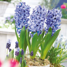 Hyacinth Bulbs (indoor) Delft Blue