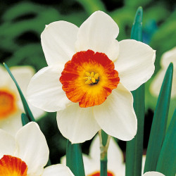 Daffodil Bulbs Aflame