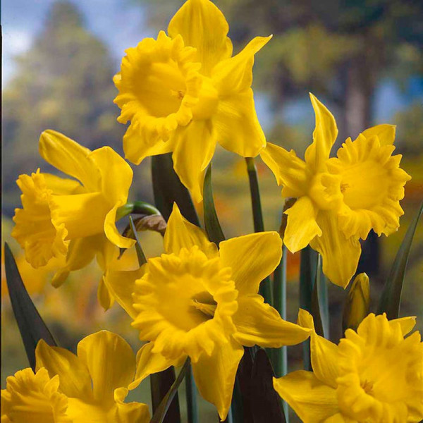 Buy Daffodil Bulbs King Alfred Online - Green plants & flowering plants