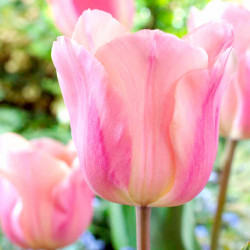 Tulip (single) Bulbs Apricot Beauty