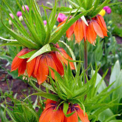 Fritillaria Imperialis (crown Imperial) Bulbs Rubra Maxima