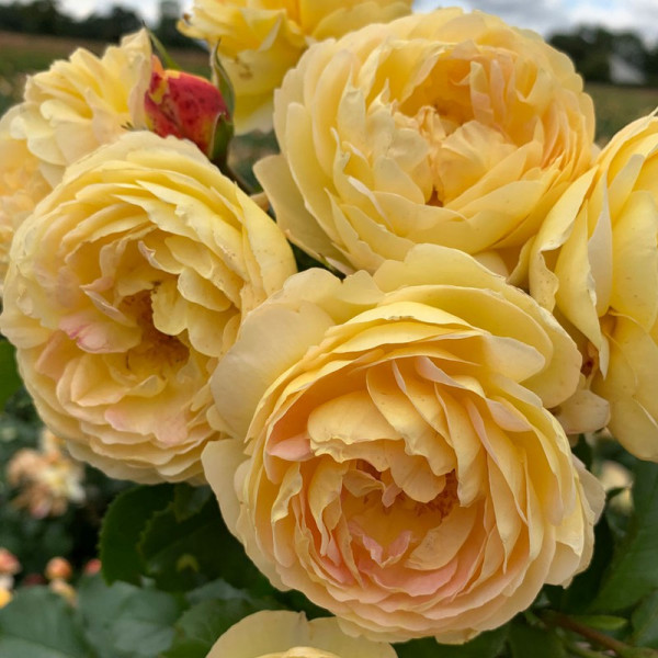 Buy Rose Plant Belle de Jour Online - Green plants & flowering plants