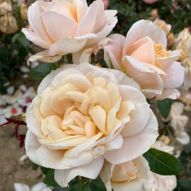 Rose Plant Champagne Moment
