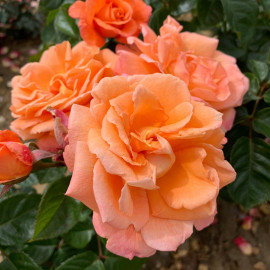 Rose Plant Scent from Heaven