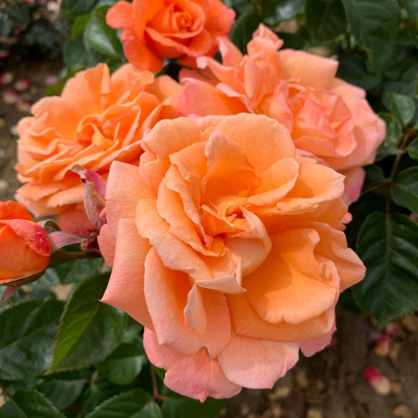 Buy Rose Plant Scent From Heaven Online - Green plants & flowering plants