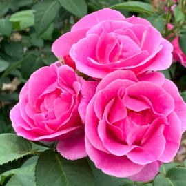 Rose Plant Lucky