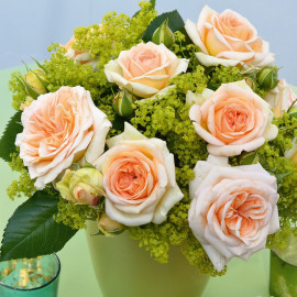 Rose Plant Timeless Cream