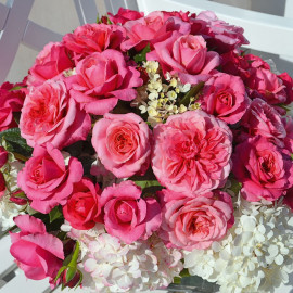 Rose Plant Timeless Pink