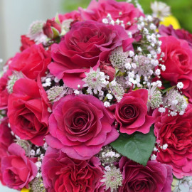 Rose Plant Timeless Purple