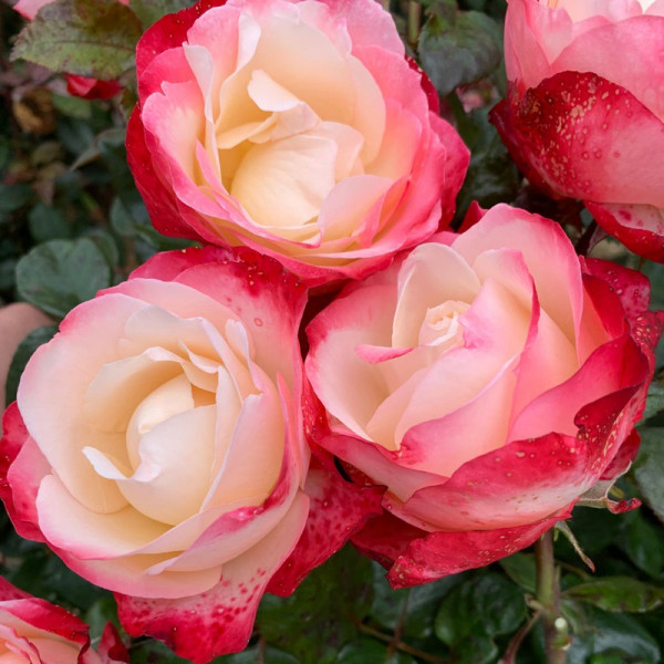 Buy Rose Plant Nostalgie Online - Green plants & flowering plants