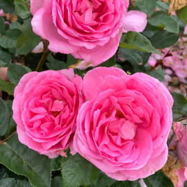 Rose Plant Mum in a Million