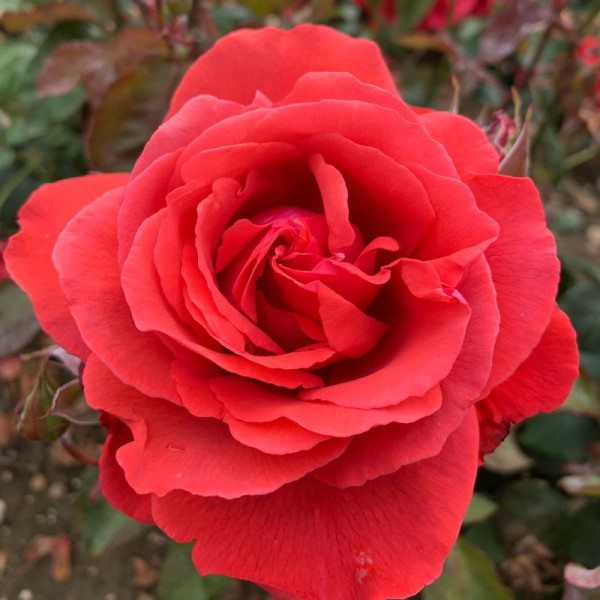 Buy Rose Plant Fragrant Cloud Online - Green plants & flowering plants