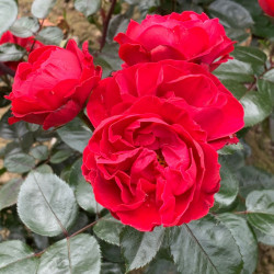 Rose Plant Precious Ruby