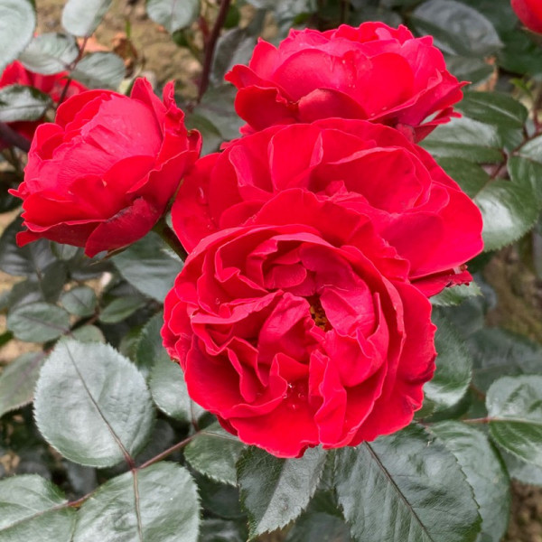 Buy Rose Plant Precious Ruby Online - Green plants & flowering plants