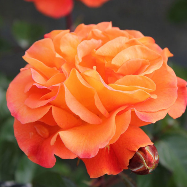 Buy Rose Plant Precious Amber Online - Green plants & flowering plants