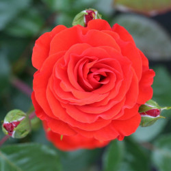 Rose Plant Precious Love