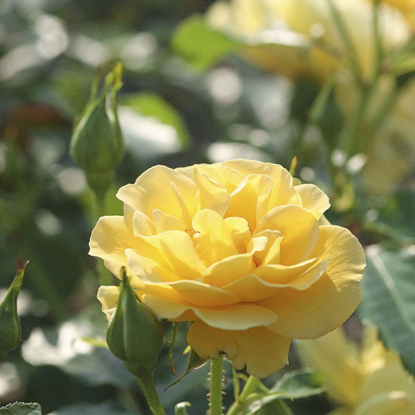 Buy Rose Plant Precious Gold Online - Green plants & flowering plants