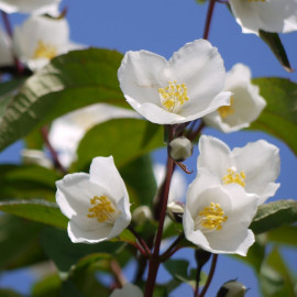 Philadelphus Plant Starbright