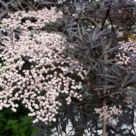 Sambucus Nig. Plant Black Lace