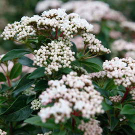 Viburnum Tin. Plant Eve Price