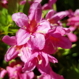 Weigela Flor. Plant Picobella Rosa