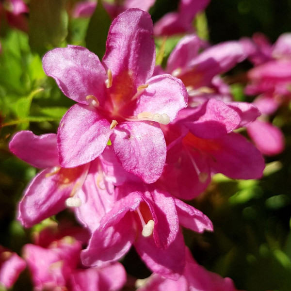 Buy Weigela flor. Plant Picobella Rosa Online - Green plants & flowering plants
