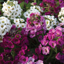 Alyssum Plants Clear Crystal Mixed