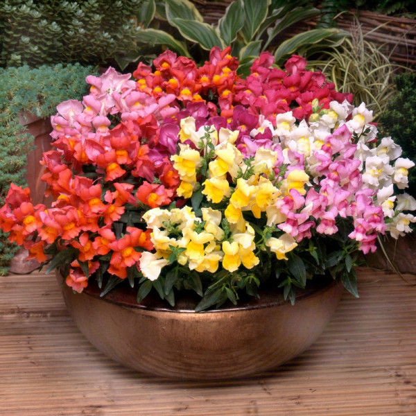 Buy Antirrhinum Plants Appeal Mixed Online - Green plants & flowering plants