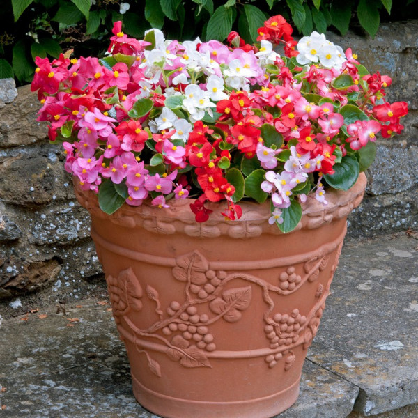 Buy Begonia Plants F1 Heaven Mixed Online - Green plants & flowering plants Buy Begonia Plants F1 Heaven Mixed Online - Green plants & flowering plants