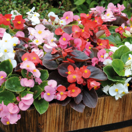 Begonia Plants F1 Devils Delight Mixed