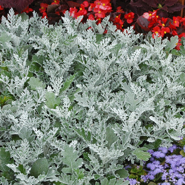 Buy Cineraria Plants Silverdust Online - Green plants & flowering plants