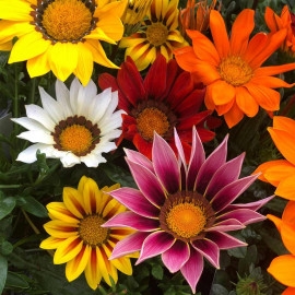 Gazania Plants Daybreak Mix