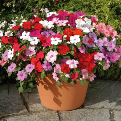 Impatiens Plants Dezire Mixed
