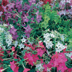 Nicotiana Plants F1 Perfume Mix