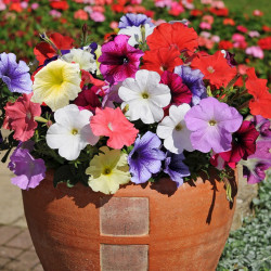 Petunia Plants Frenzy Mixed