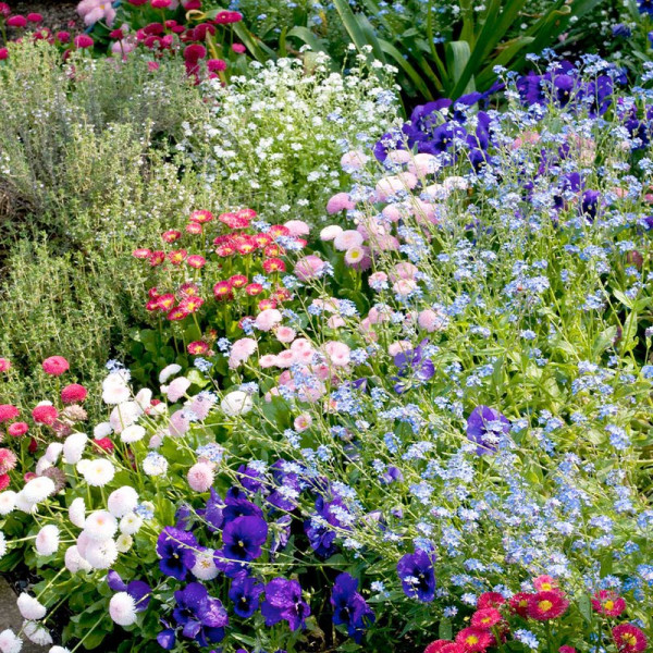 Buy Garden Ready Bedding Pack Online - Green plants & flowering plants