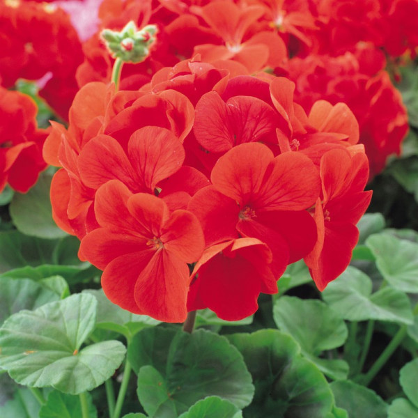Buy Geranium Flower Plants Palladium Red Online - Green plants & flowering plants