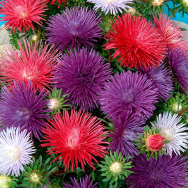 Aster Plants Starlight Mixed