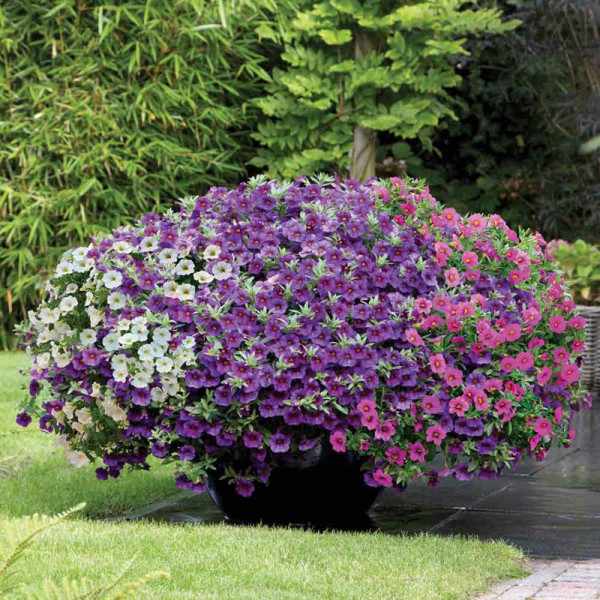 Buy Calibrachoa Plants Kabloom Online - Green plants & flowering plants